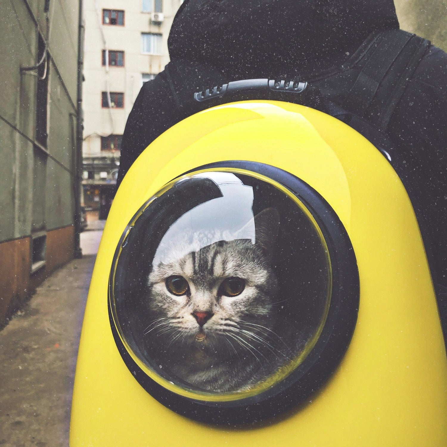 Cat Essentials