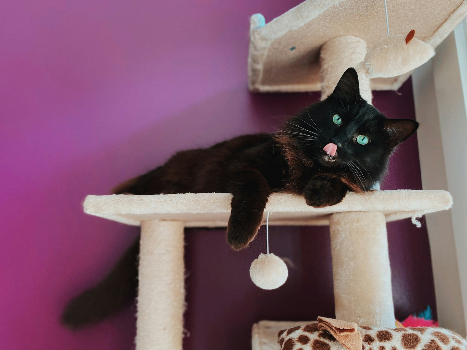 Dog Beds & Cat Towers