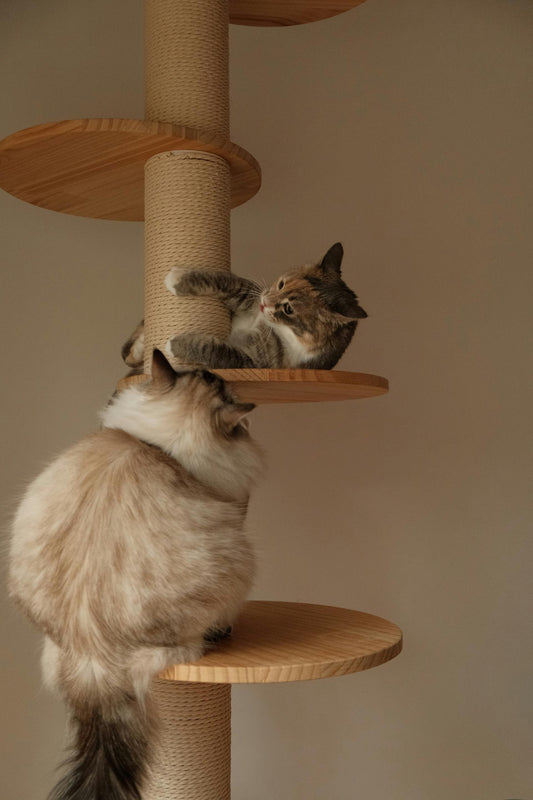 Creating a Cozy Retreat: Stylish and Functional Dog Beds &amp; Cat Towers for Your Furry Friends