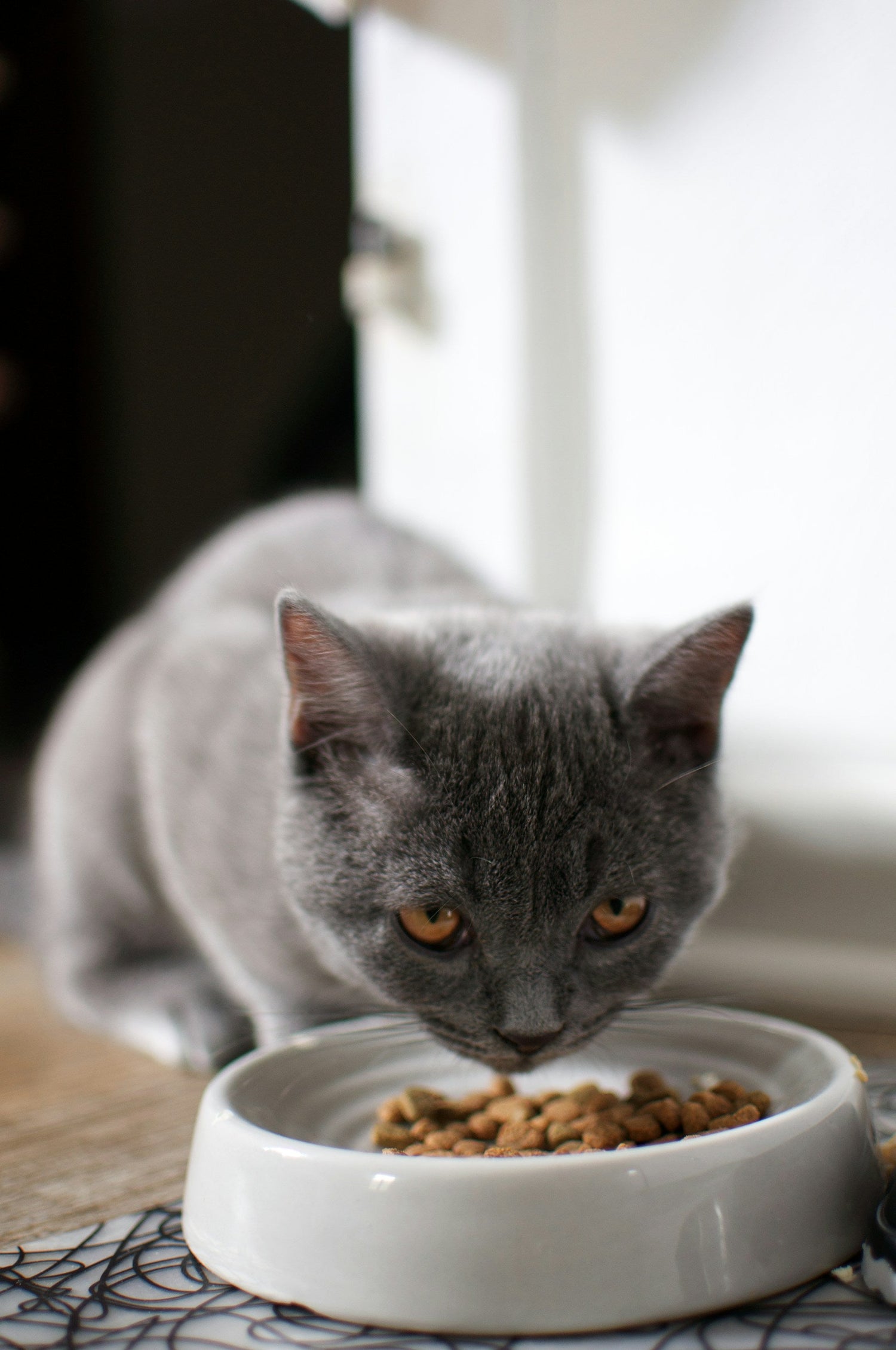 Pet Feeders